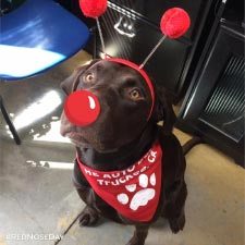 Red Nose Day image 2